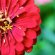 Image for article titled Complementary Colors 1